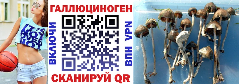 Купить где Лагань Галлюциногенные грибы ЛСД